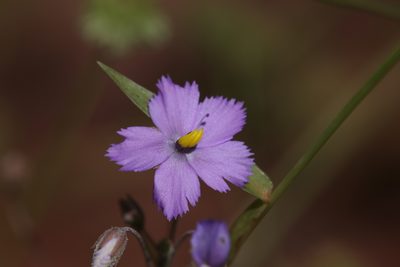 Byblis rorida, photographed by Hugo Innes