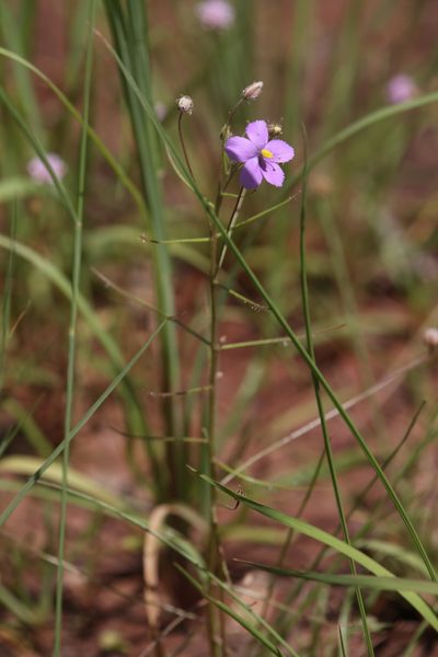 Byblis rorida, photographed by Hugo Innes
