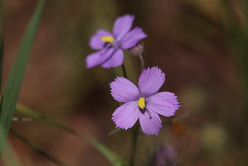 Byblis rorida, photographed by Hugo Innes