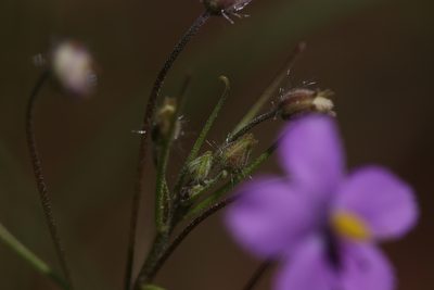 Byblis rorida, photographed by Hugo Innes