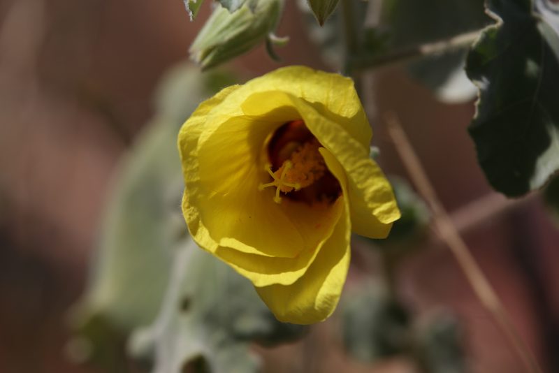 Hibiscus apodus, photographed by Hugo Innes