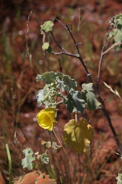 Hibiscus apodus, photographed by Hugo Innes