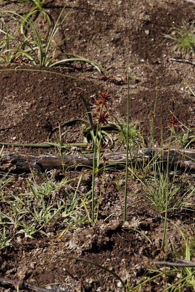 Cyperus rupestris, photographed by Tony Rebelo