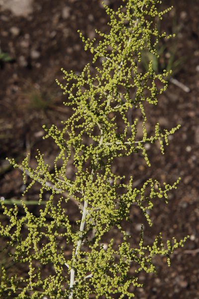 Asparagus stellatus, photographed by Tony Rebelo