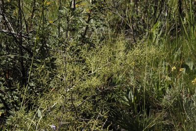 Asparagus stellatus, photographed by Tony Rebelo
