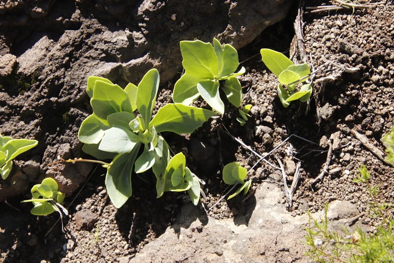 Senecio ruwenzoriensis, photographed by Tony Rebelo