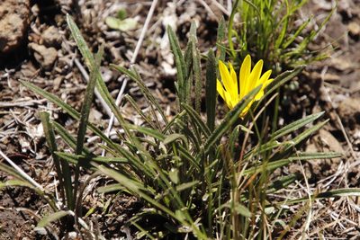 Gazania krebsiana, photographed by Tony Rebelo