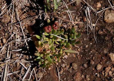 Delosperma congestum, photographed by Tony Rebelo