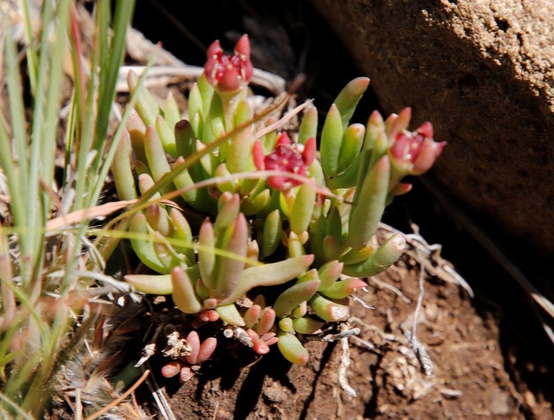 Delosperma congestum, photographed by Tony Rebelo