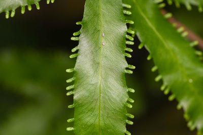 Lygodium heterodoxum, photographed by Trevor Van Loon