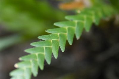 Lockhartia micrantha, photographed by Trevor Van Loon