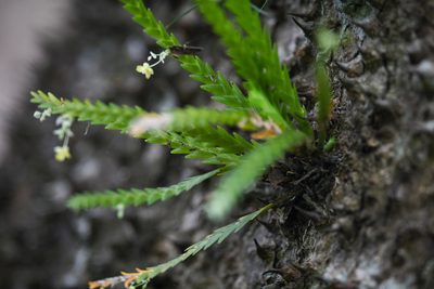 Lockhartia micrantha, photographed by Trevor Van Loon