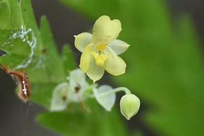 Lockhartia micrantha, photographed by Trevor Van Loon
