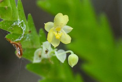 Lockhartia micrantha, photographed by Trevor Van Loon
