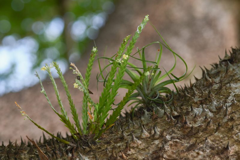 Lockhartia micrantha, photographed by Trevor Van Loon