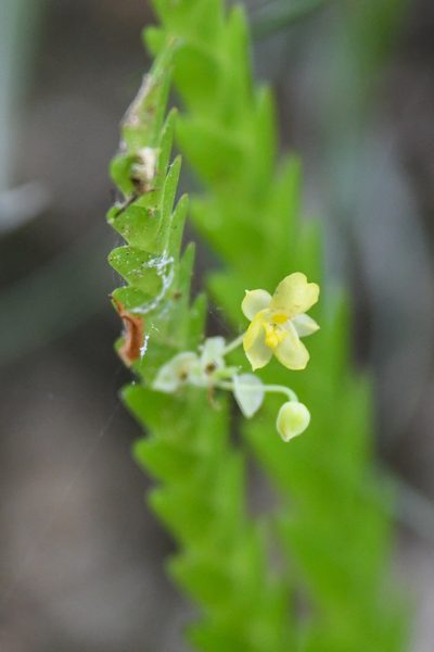Lockhartia micrantha, photographed by Trevor Van Loon