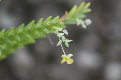 Lockhartia micrantha, photographed by Trevor Van Loon