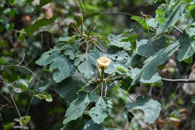Ochroma pyramidale, photographed by Trevor Van Loon