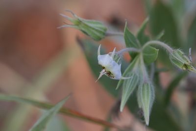 Trichodesma zeylanicum, photographed by Hugo Innes