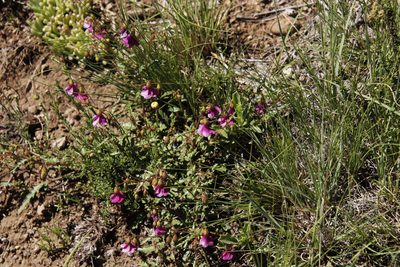 Hermannia coccocarpa, photographed by Tony Rebelo