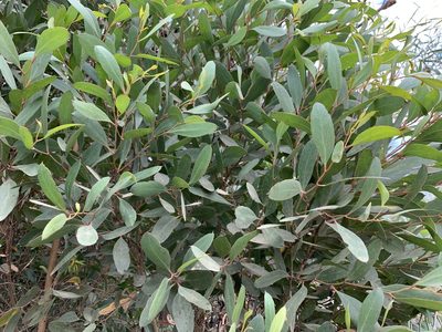 Eucalyptus conferruminata, photographed by Dave Richardson