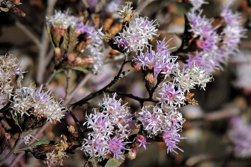 Vernonanthura squamulosa, photographed by Hugo Hulsberg