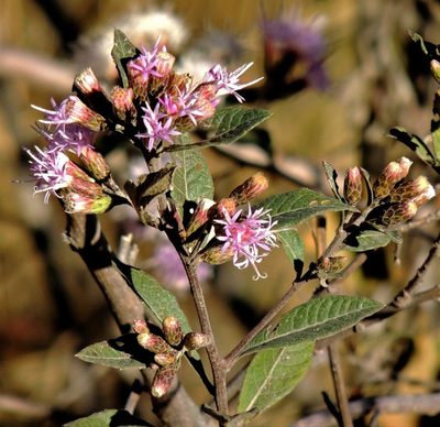 Vernonanthura squamulosa, photographed by Hugo Hulsberg