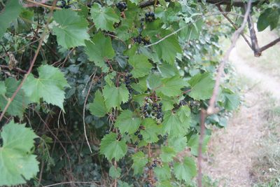 Vitis vulpina, photographed by Olena V. Vakarenko