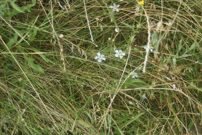 Nigella arvensis, photographed by Olena V. Vakarenko