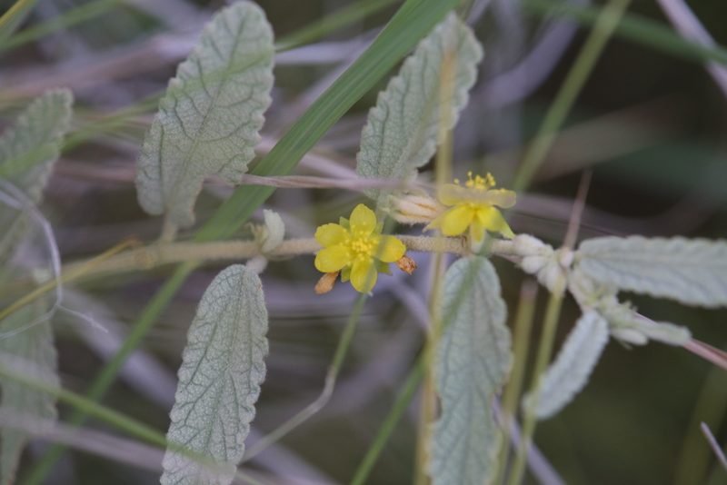 Corchorus pumilio, photographed by Hugo Innes