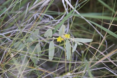 Corchorus pumilio, photographed by Hugo Innes