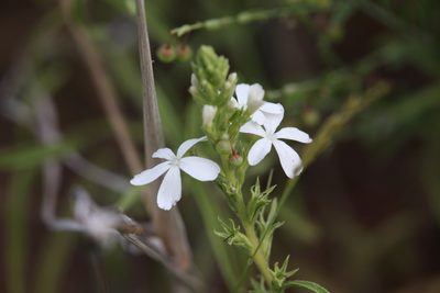 Buchnera linearis, photographed by Hugo Innes