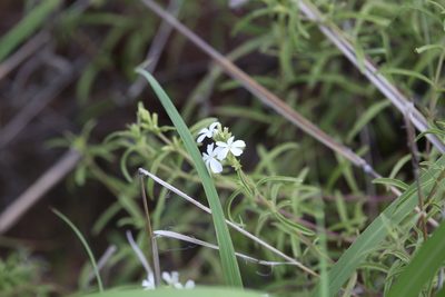 Buchnera linearis, photographed by Hugo Innes
