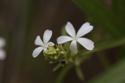Buchnera linearis, photographed by Hugo Innes
