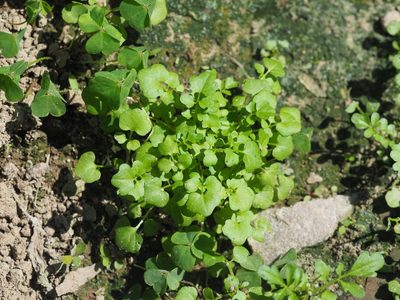Cardamine occulta, photographed by 葉子