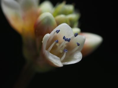 Persicaria chinensis, photographed by 葉子
