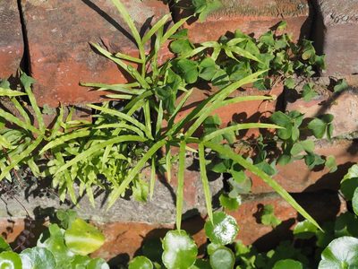 Pteris multifida, photographed by 葉子