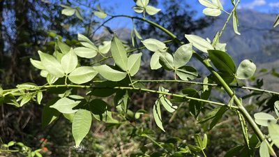 Zanthoxylum asiaticum, photographed by Hazel Chang