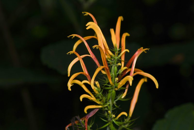 Justicia aurea, photographed by Trevor Van Loon