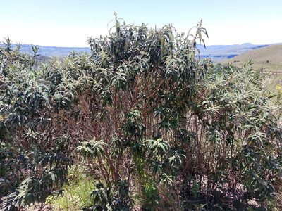 Buddleja salviifolia, photographed by Manuel R Popp