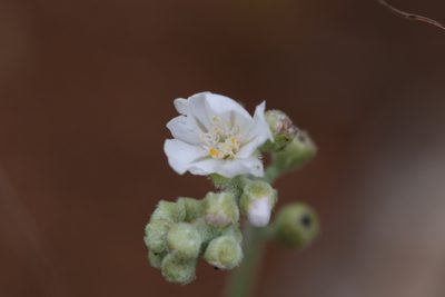 Drosera ordensis, photographed by Hugo Innes