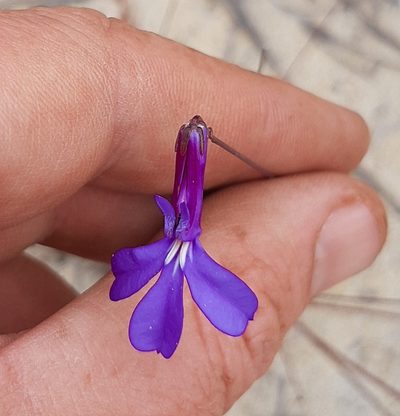 Lobelia chamaepitys, photographed by Eugene Hahndiek