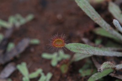 Drosera ordensis, photographed by Hugo Innes