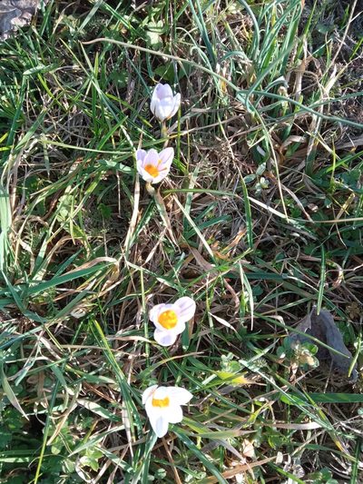 Crocus biflorus, photographed by ROMAGNOLO Filippo