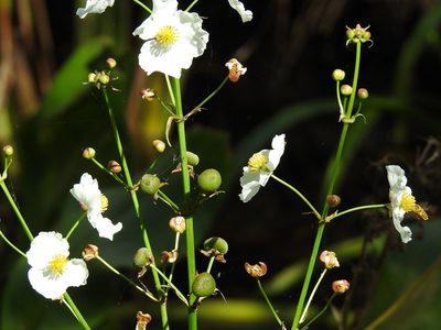 Sagittaria lancifolia, photographed by Andrew Durso