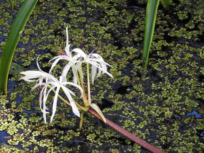 Crinum americanum, photographed by Andrew Durso
