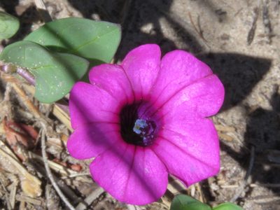 Petunia integrifolia, photographed by Diego Dos Anjos Souza