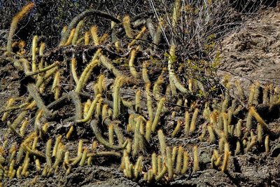 Cleistocactus smaragdiflorus, photographed by Hugo Hulsberg