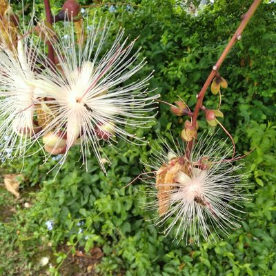 Barringtonia racemosa, photographed by Rosemary Harrison