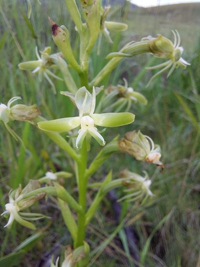 Habenaria humilior, photographed by Manuel R Popp